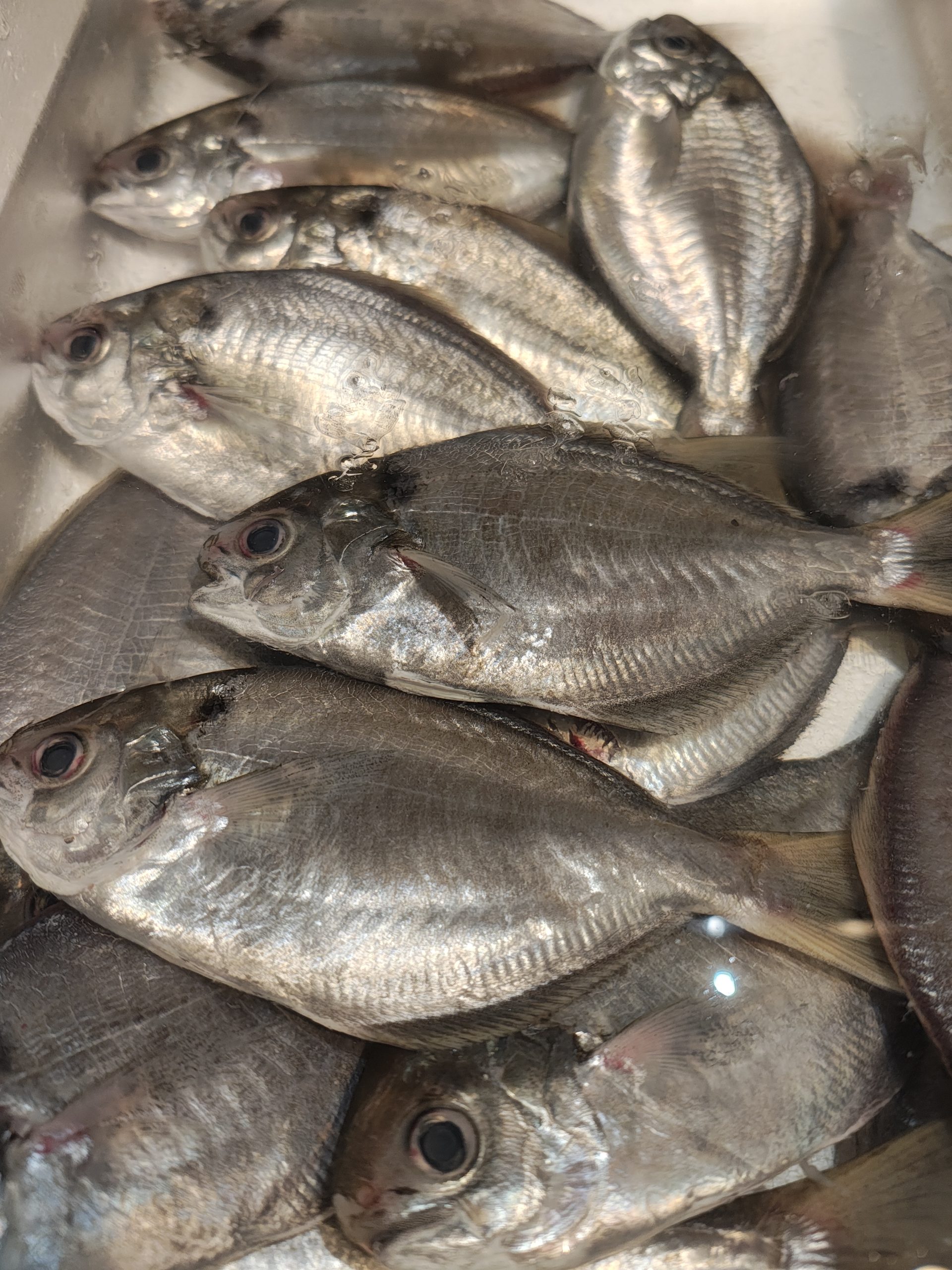 【テイクアウト】エボダイ棒寿司&カマス棒寿司(要予約)